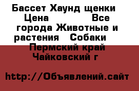 Бассет Хаунд щенки › Цена ­ 20 000 - Все города Животные и растения » Собаки   . Пермский край,Чайковский г.